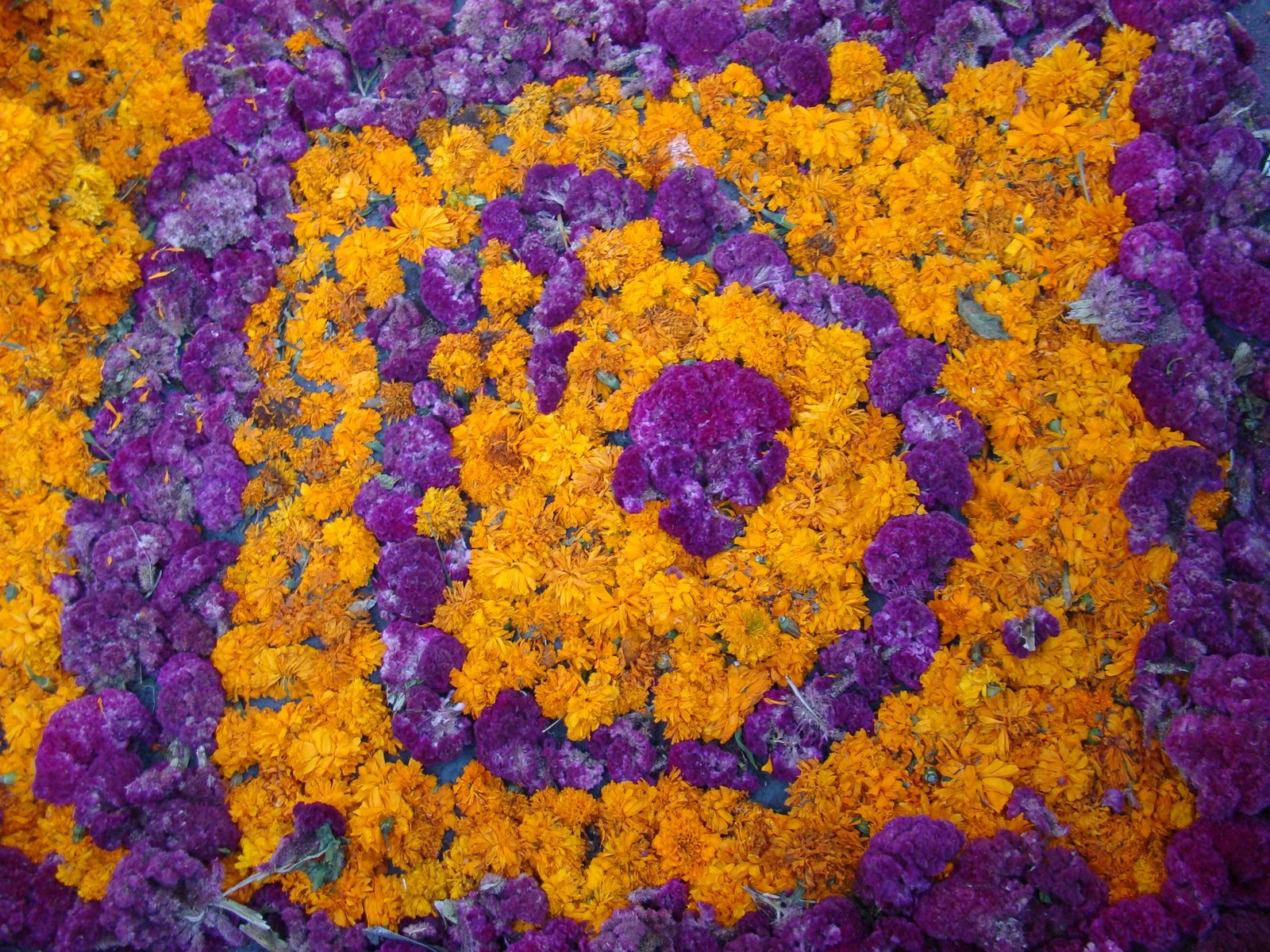 Tapete de flores de cempasúchil laranja e crista-de-galo roxa montado em ofrenda mexicana