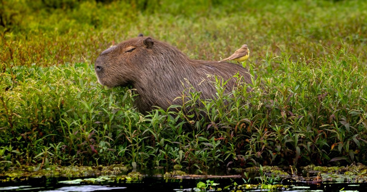 Capivara descansando em vegetação às margens de um corpo d'água, com uma ave pousada em suas costas