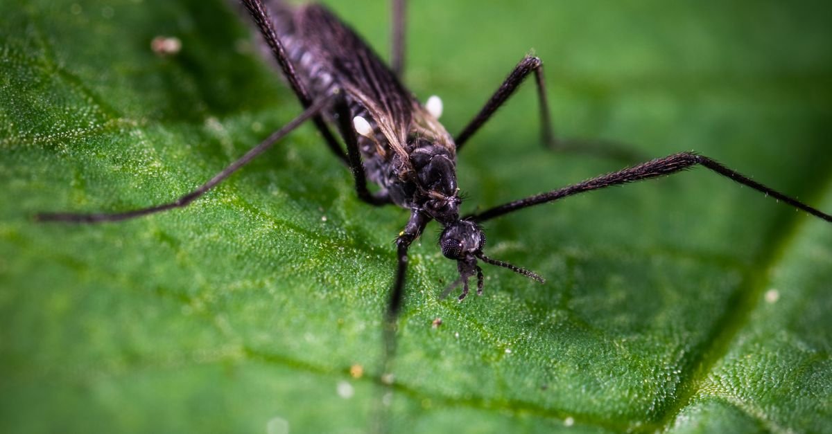 Mosquito pousado sobre folha verde em imagem aproximada, com as patas e as asas em detalhe