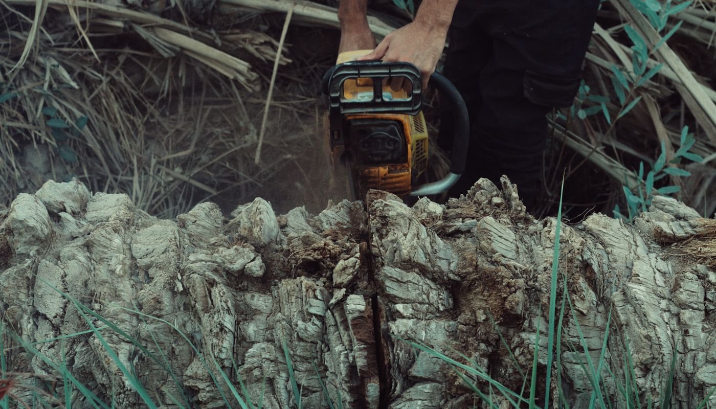 Motosserra em uso cortando tronco de árvore caído em meio à vegetação
