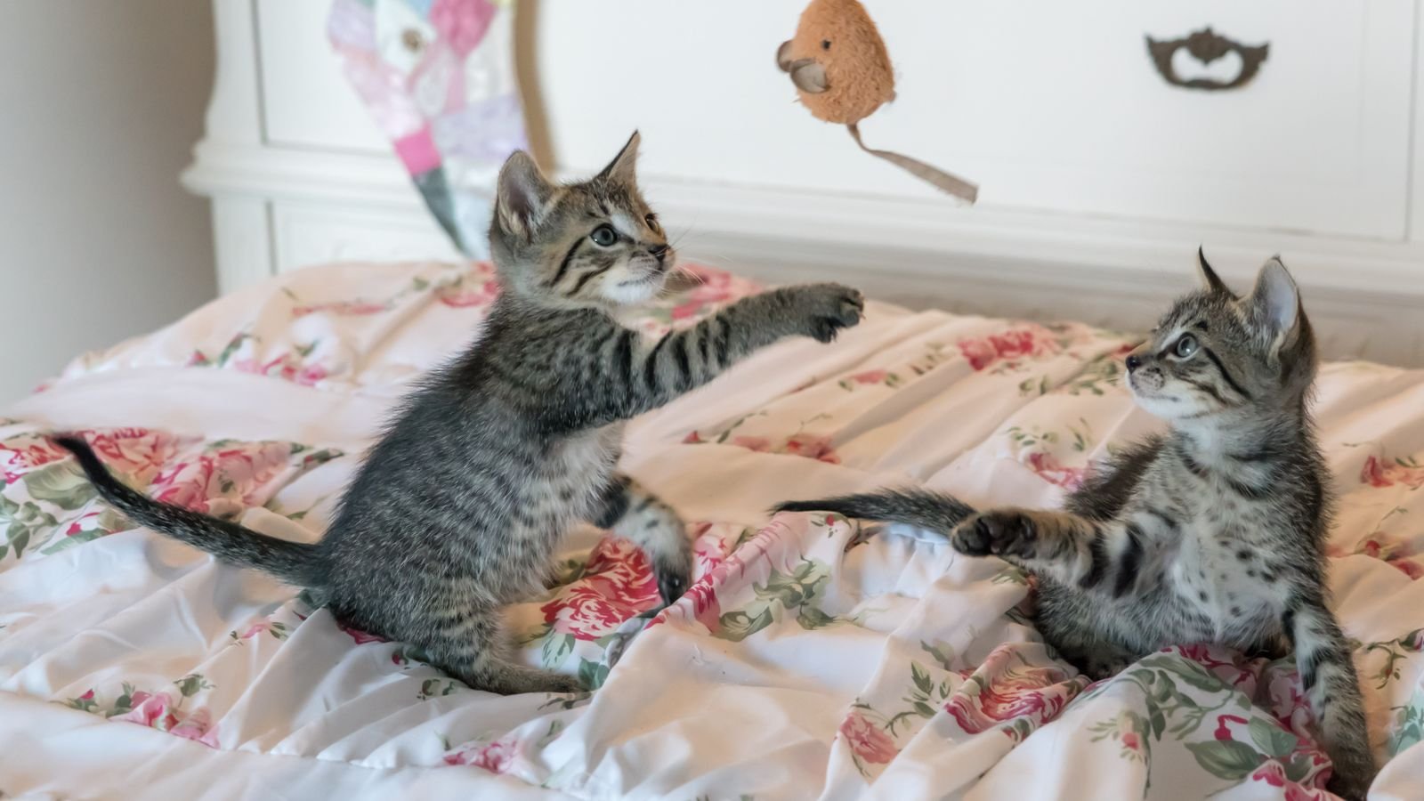 Gatinhos filhotes brincando sobre a cama, representando adoção de pets