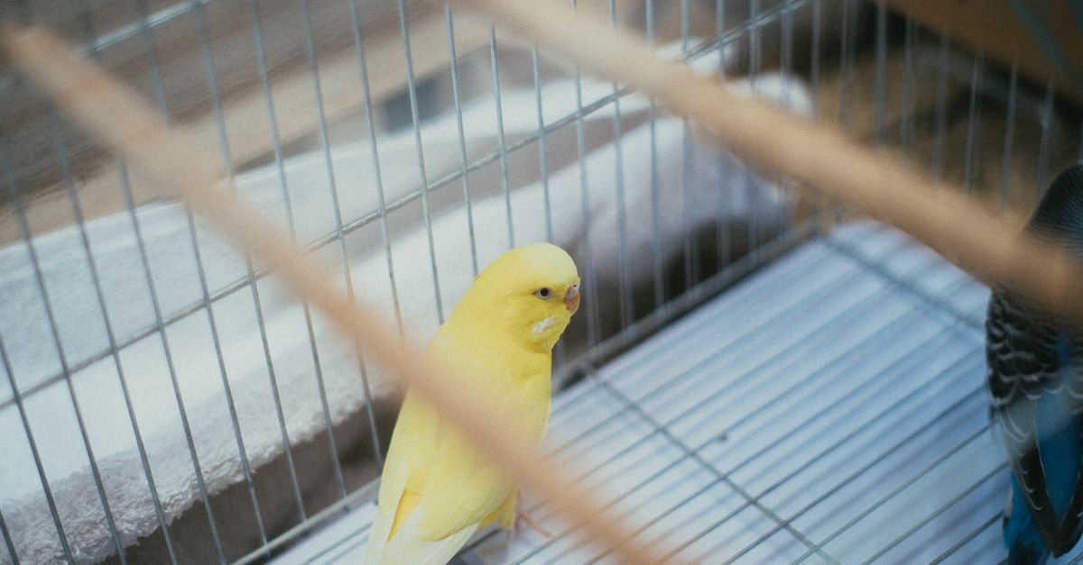 Ave de plumagem amarela dentro de gaiola de arame, imagem ilustrativa sobre manutenção de aves em cativeiro