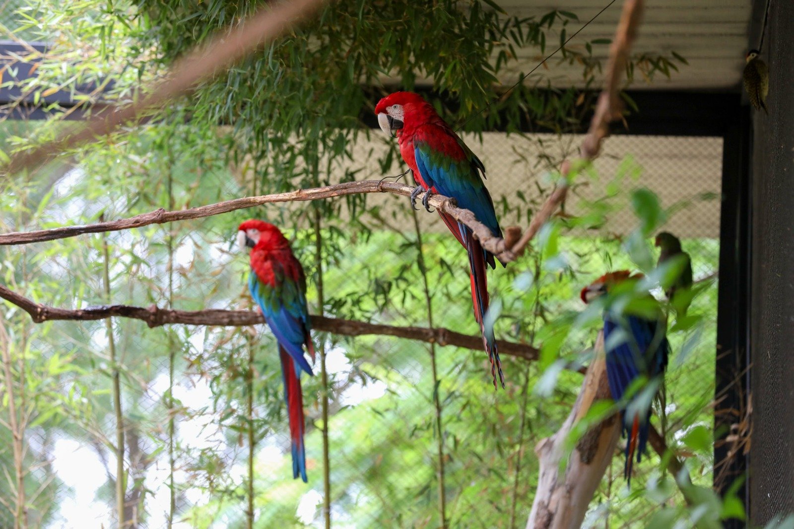 Araras-vermelhas pousadas em galhos dentro do Aviário de Imersão do Zoológico de Brasília