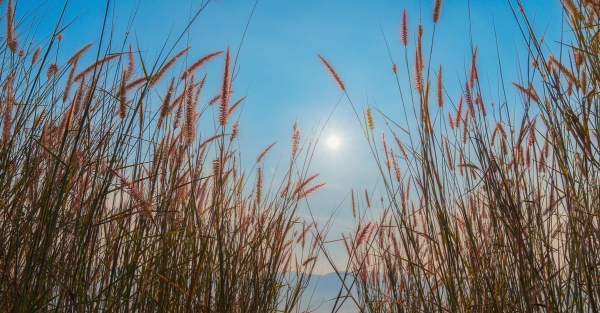 Capim seco em contraluz sob céu azul e sol forte ao fundo