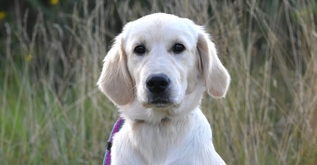 Filhote de golden retriever de pelagem clara sentado em área gramada