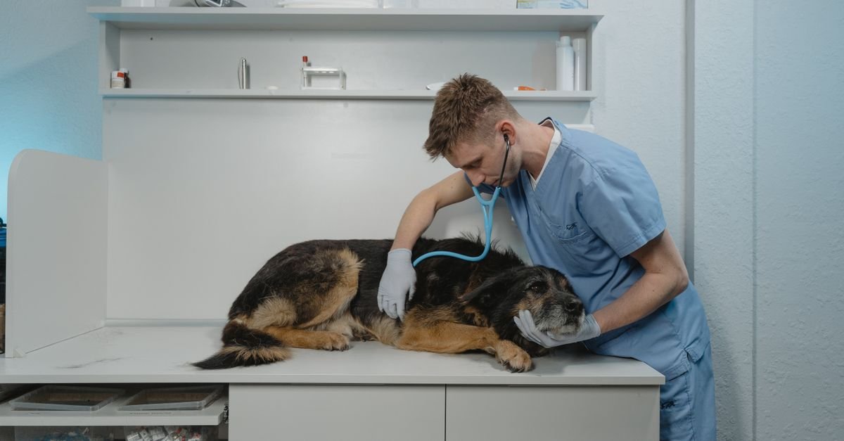 Veterinário de jaleco azul ausculta um cão com estetoscópio sobre mesa de clínica
