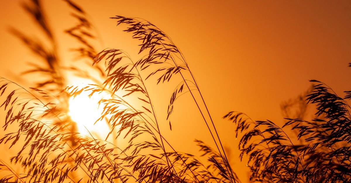 Gramíneas secas em silhueta contra o sol forte ao fim da tarde