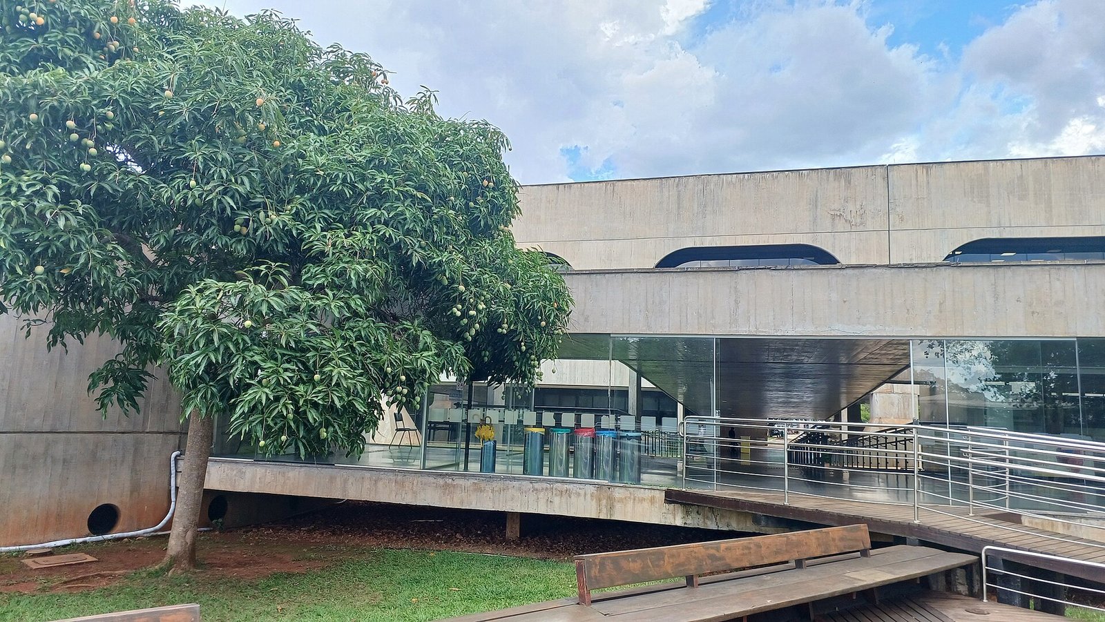 Passarela de madeira que liga a entrada do CCBB Brasília ao bloco do teatro, com mangueira à esquerda
