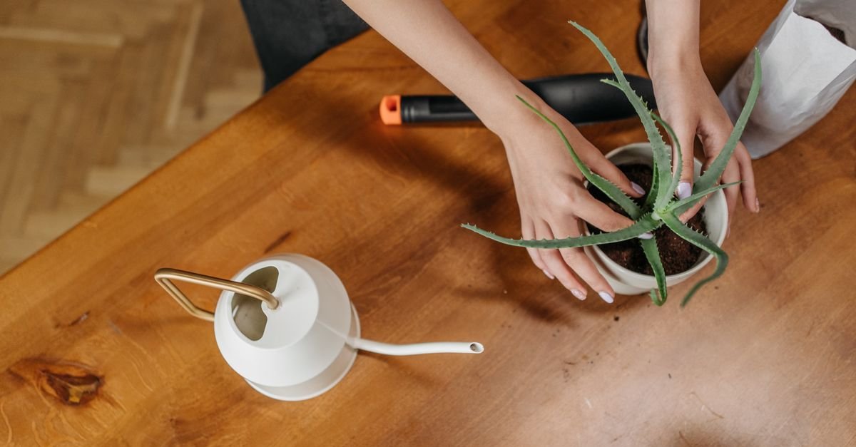 Mãos plantam muda em vaso branco sobre mesa de madeira, ao lado de regador