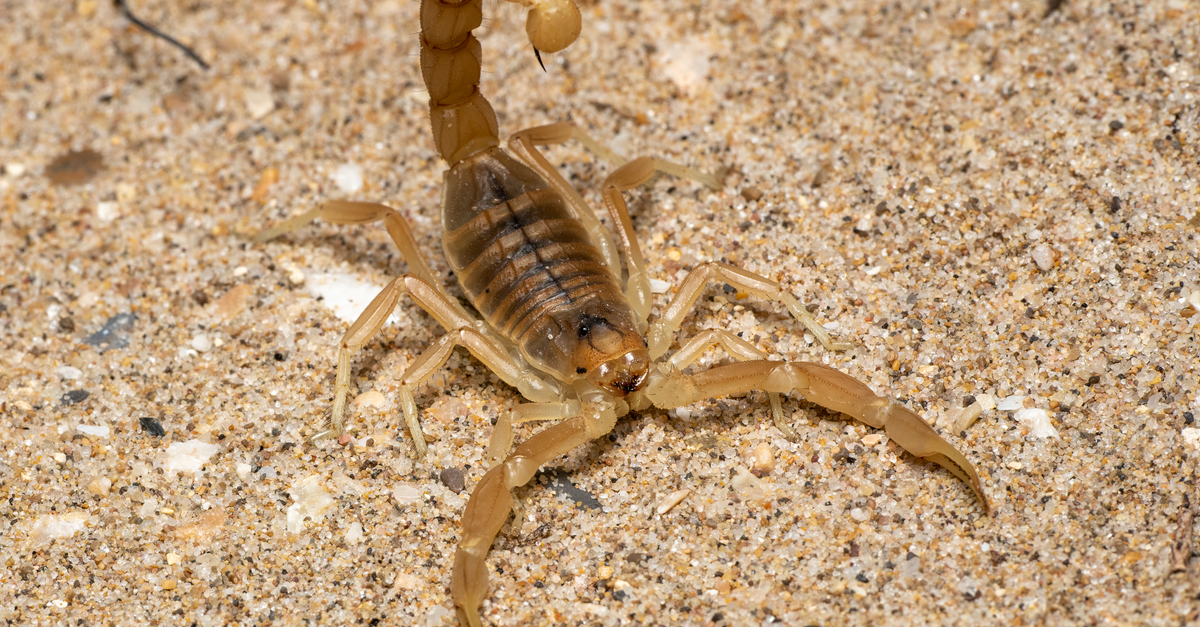 Escorpião de coloração clara sobre areia, em close (imagem ilustrativa)