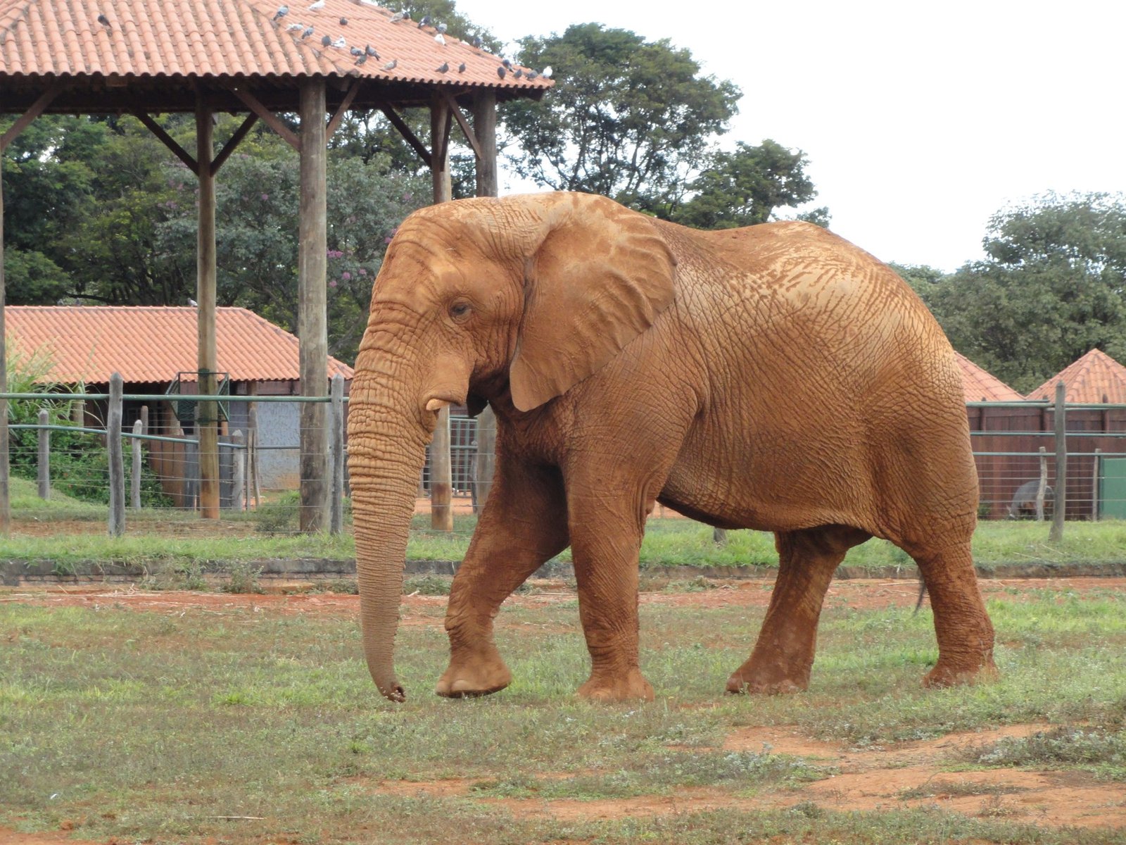 Elefante caminha no recinto de grama e terra vermelha do Zoológico de Brasília, sob um quiosque de telhado cerâmico