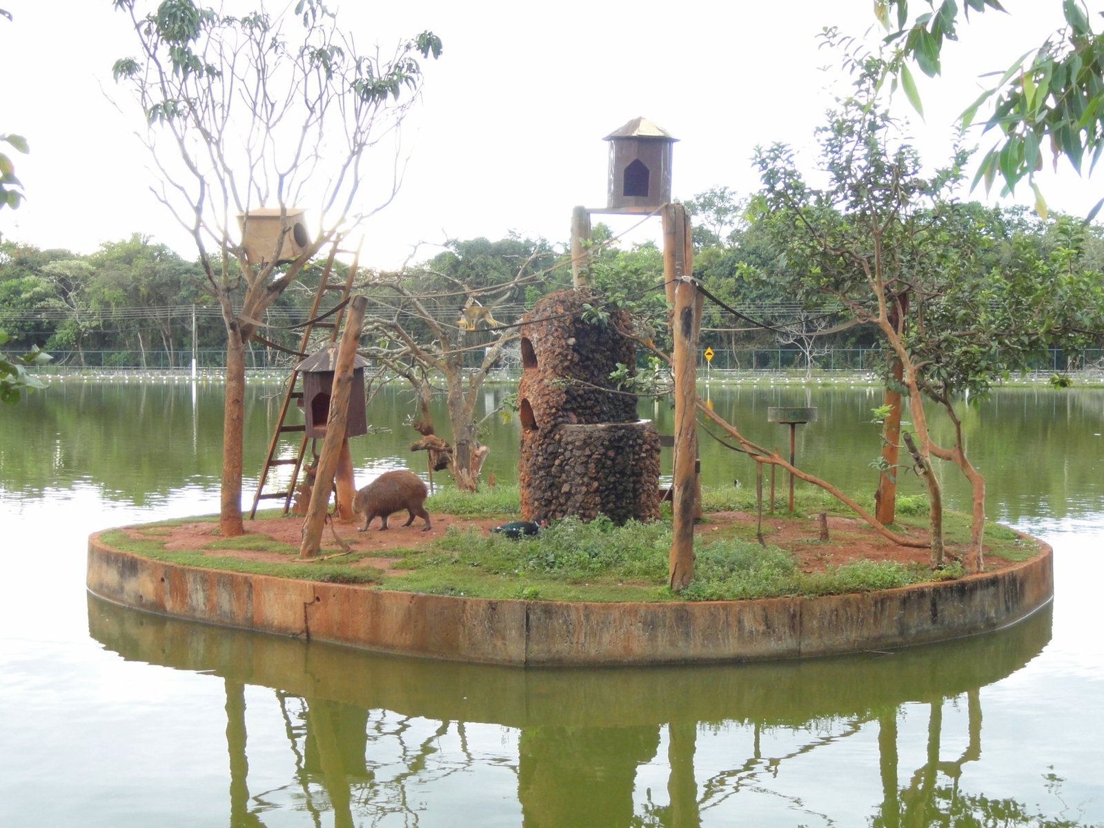 Ilha com abrigos de madeira no lago do Zoológico de Brasília, com um animal em terra firme