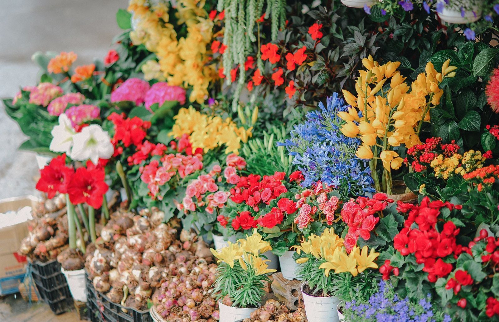 Banca de feira de flores com vasos de begônias vermelhas, lírios amarelos, amarílis e bulbos em caixas, expostos no chão