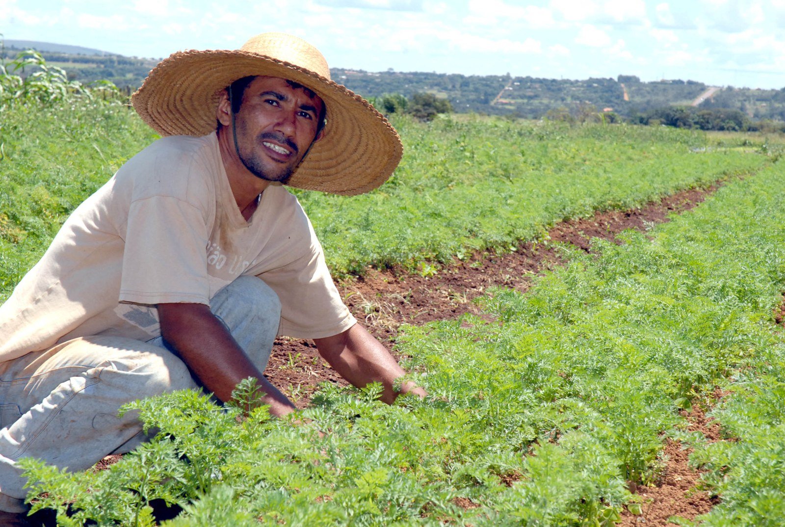 Agricultor de chapéu de palha agachado em plantação de cenoura, com colinas ao fundo
