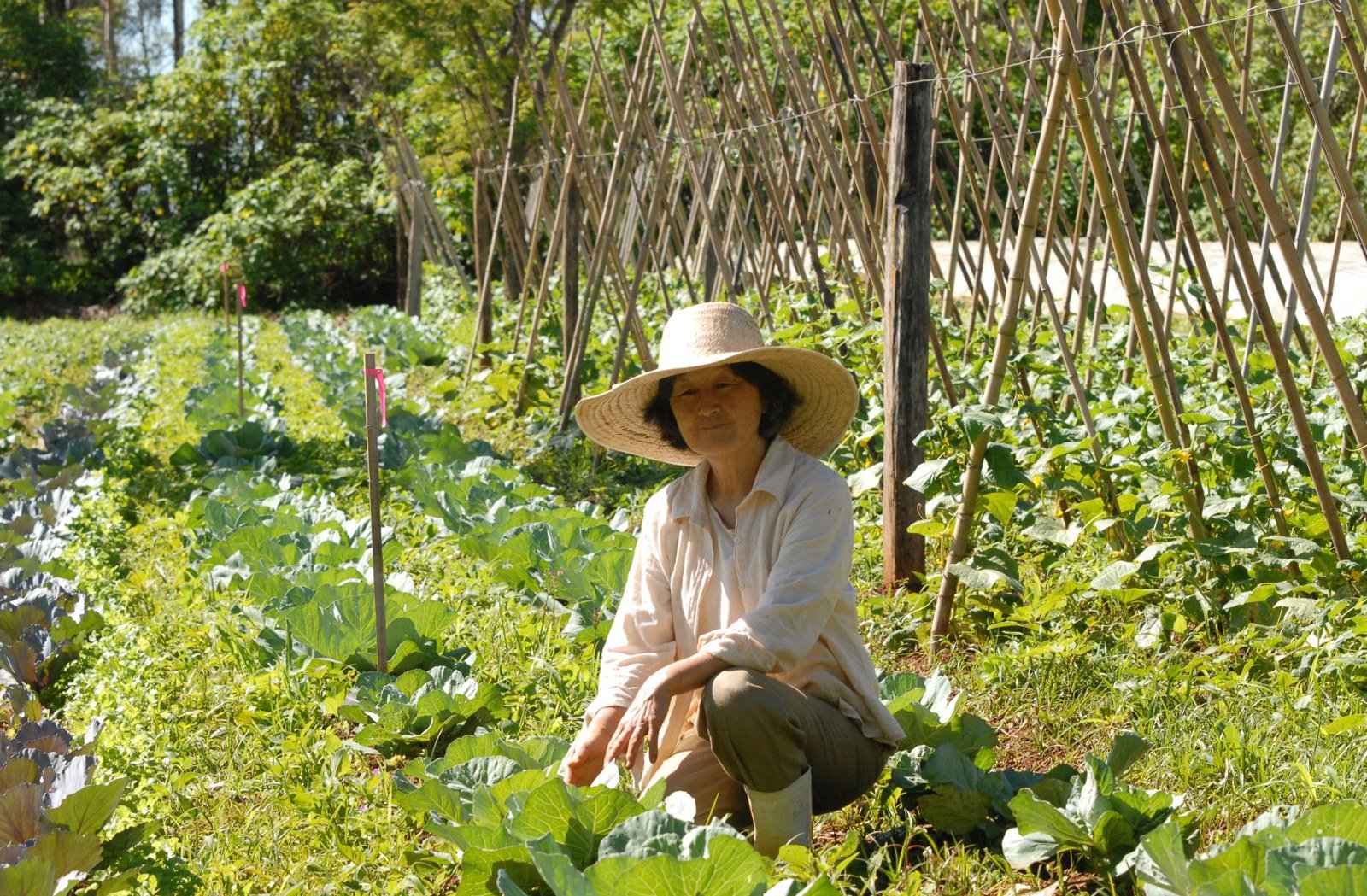 Agricultora de chapéu de palha agachada entre fileiras de couve e varas de bambu em uma horta orgânica no Distrito Federal