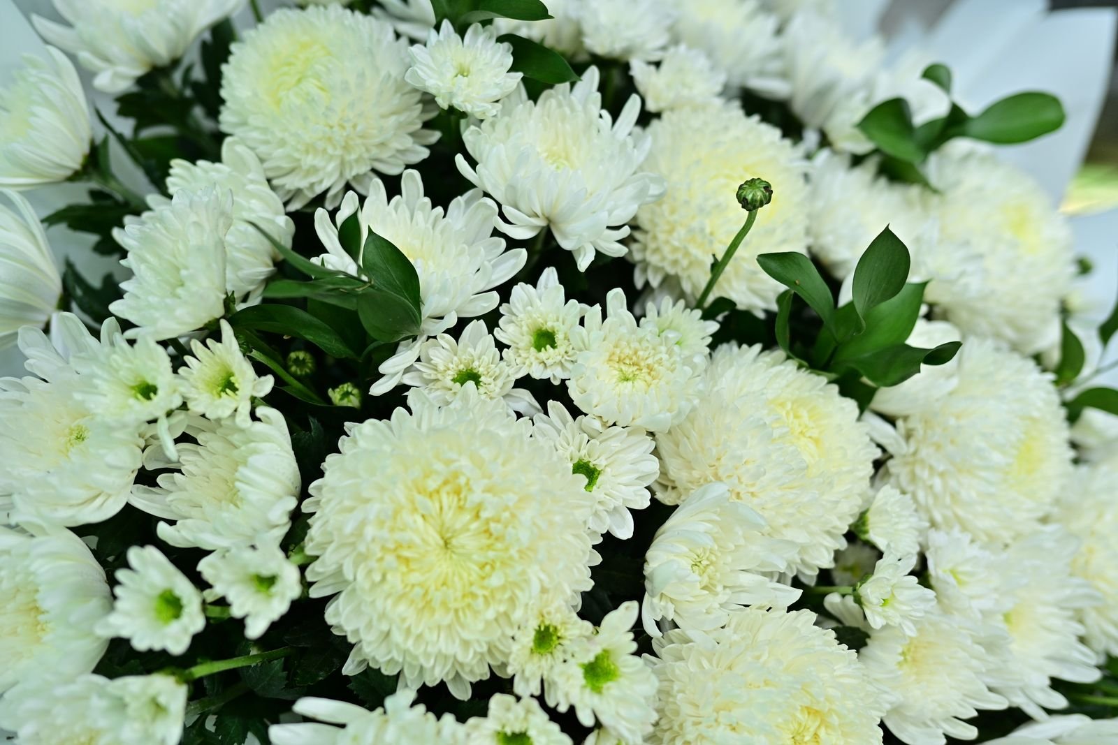 Crisântemos brancos em arranjo de flores