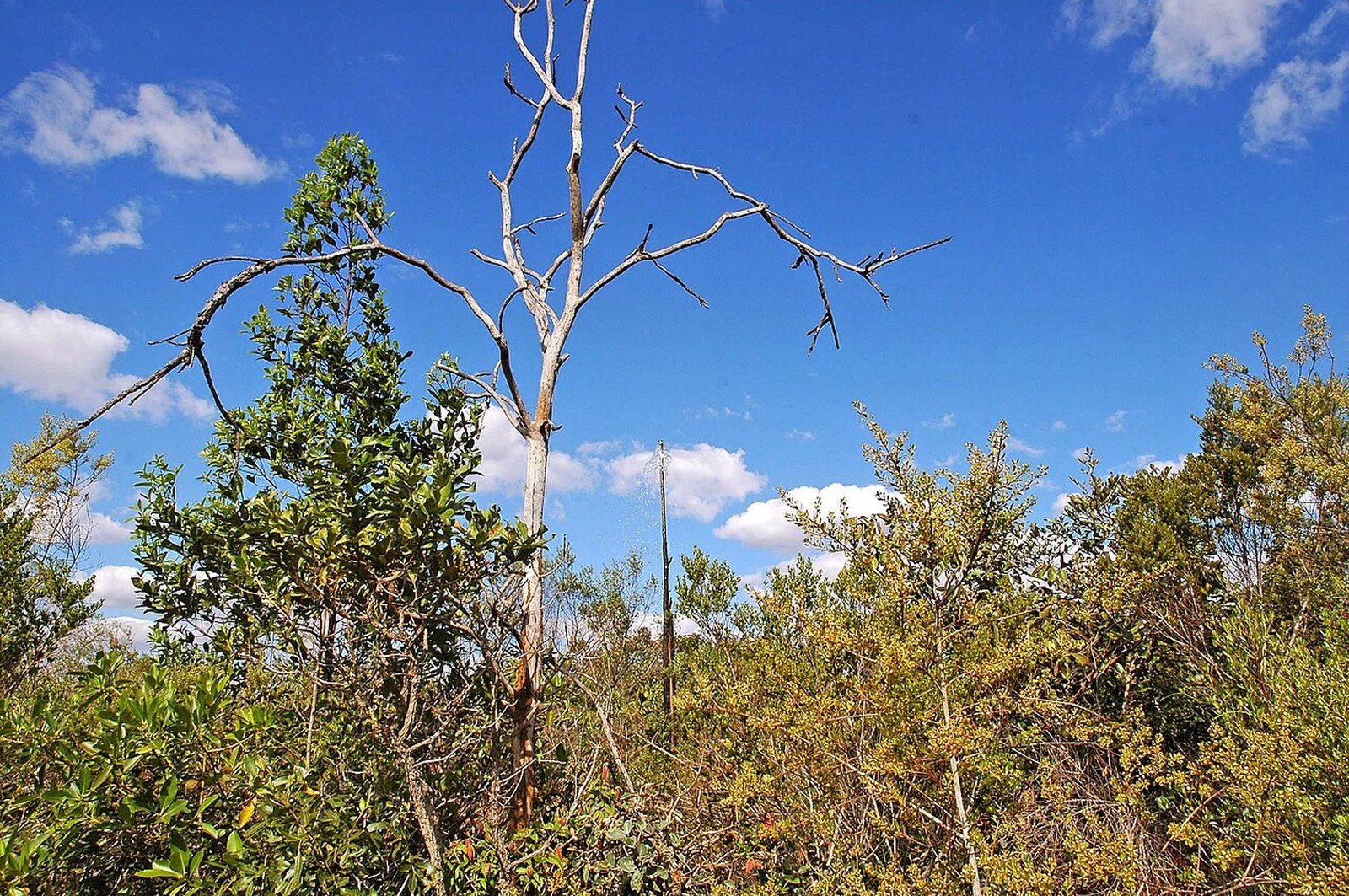 Vegetação de cerrado sob céu azul no Parque Nacional de Brasília, foto de arquivo