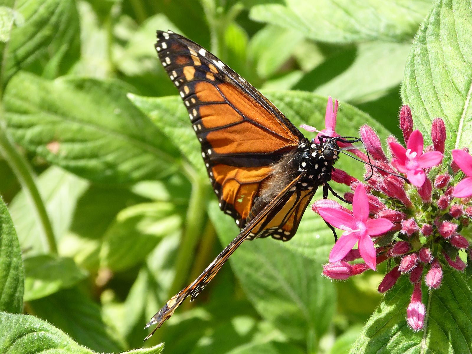 Borboleta-monarca pousada em flores rosa, foto ilustrativa do tema da exposição