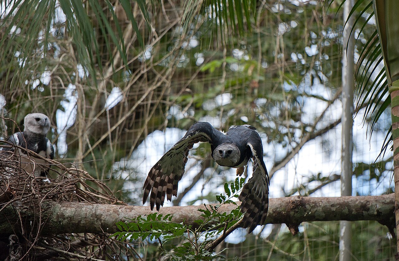 Duas harpias em recinto arborizado, uma delas com as asas abertas sobre um galho