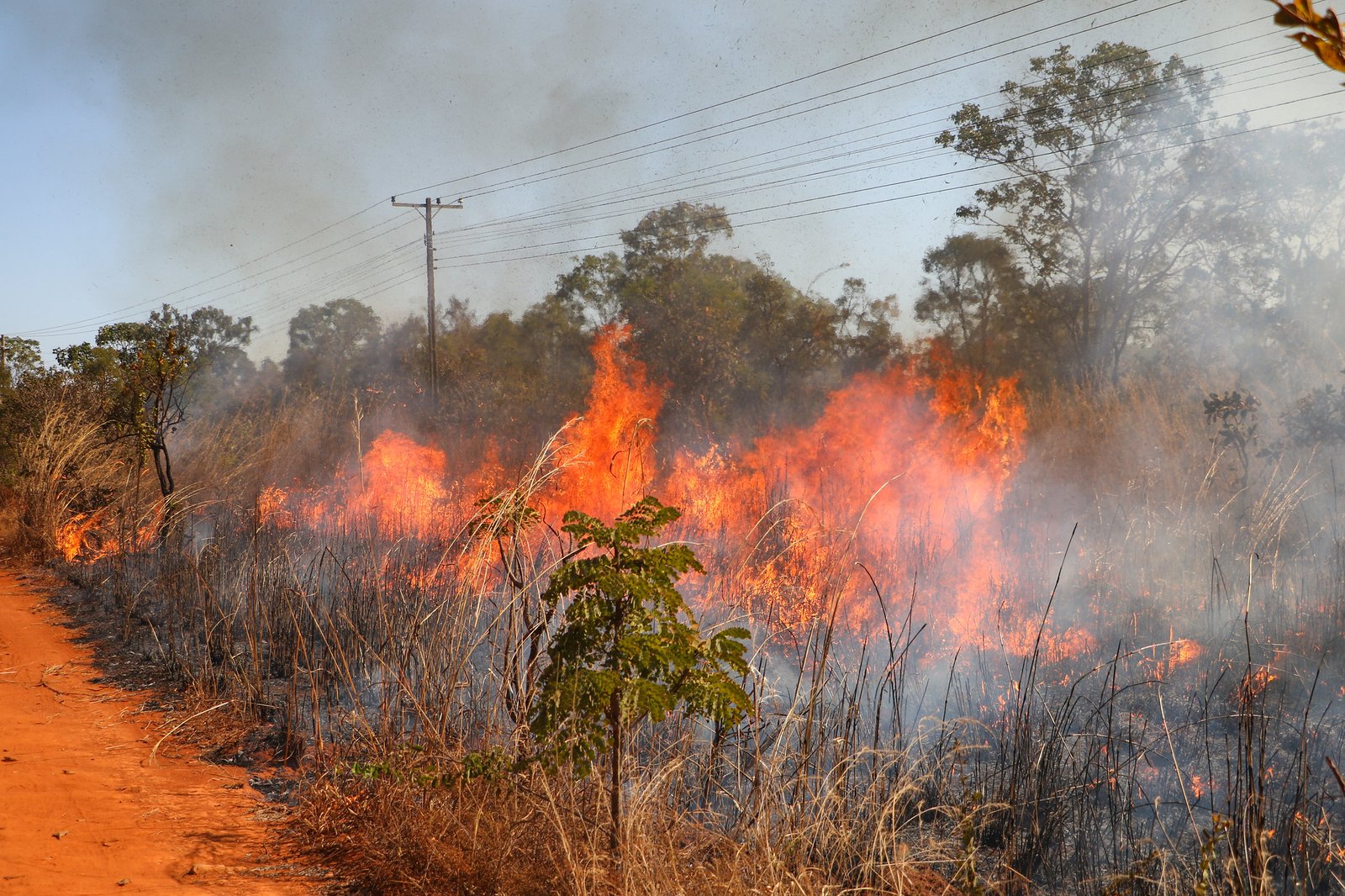 Chamas avançam sobre capim seco à beira de uma estrada de terra vermelha, com fumaça e árvores de cerrado ao fundo