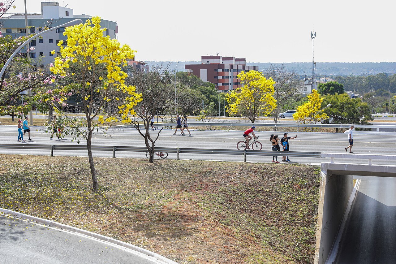 Ipês-amarelos floridos às margens de via de Brasília, com pedestres e ciclista passando