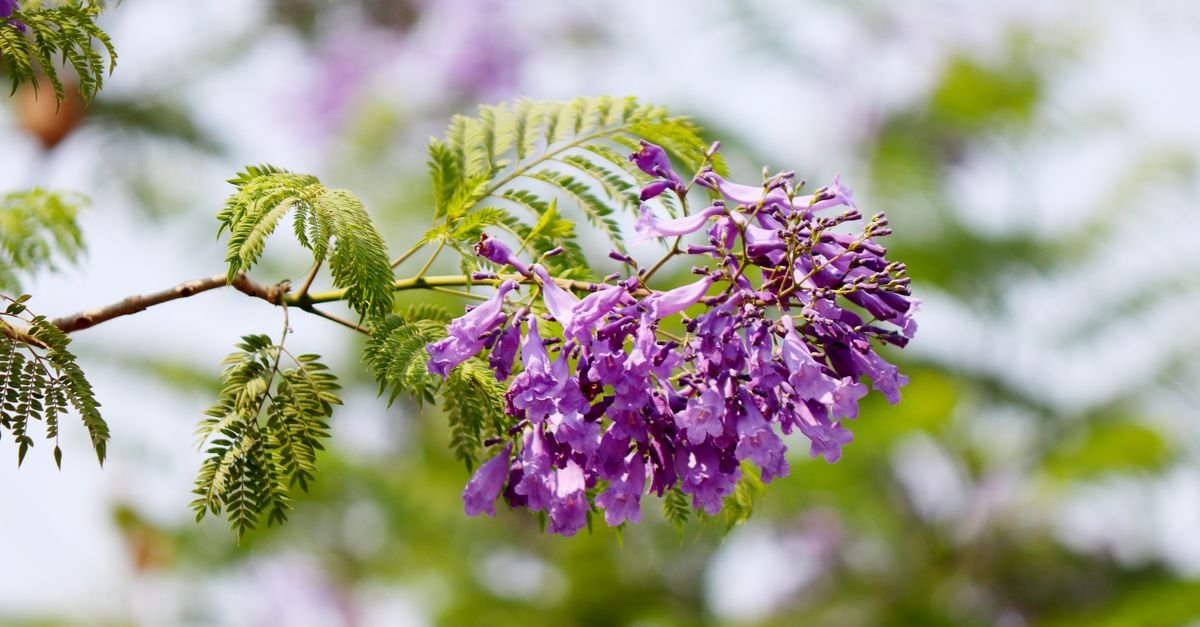 Galho de jacarandá-mimoso com flores lilases e folhas compostas em primeiro plano