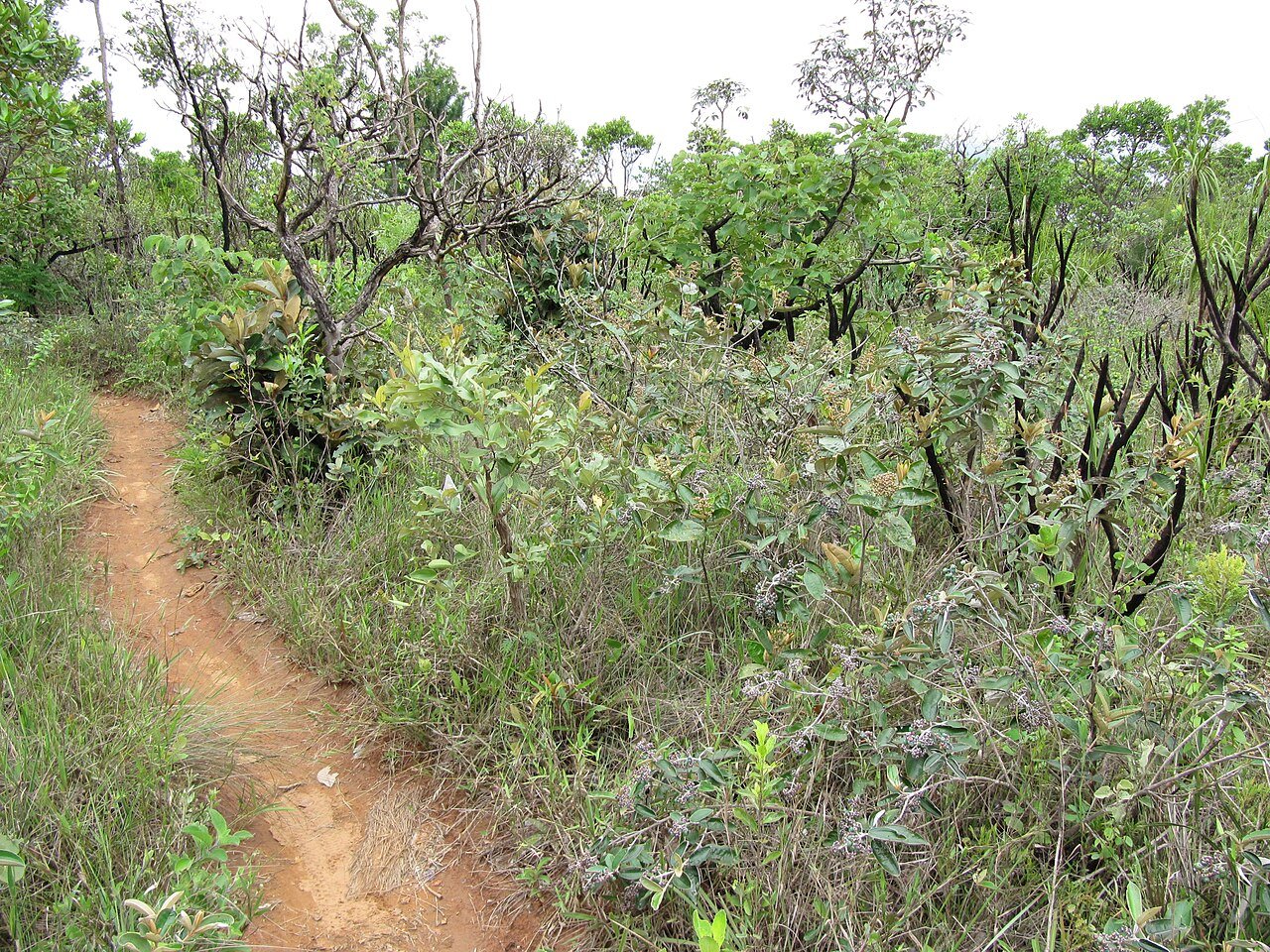 Trilha de terra entre vegetação de Cerrado no Jardim Botânico de Brasília