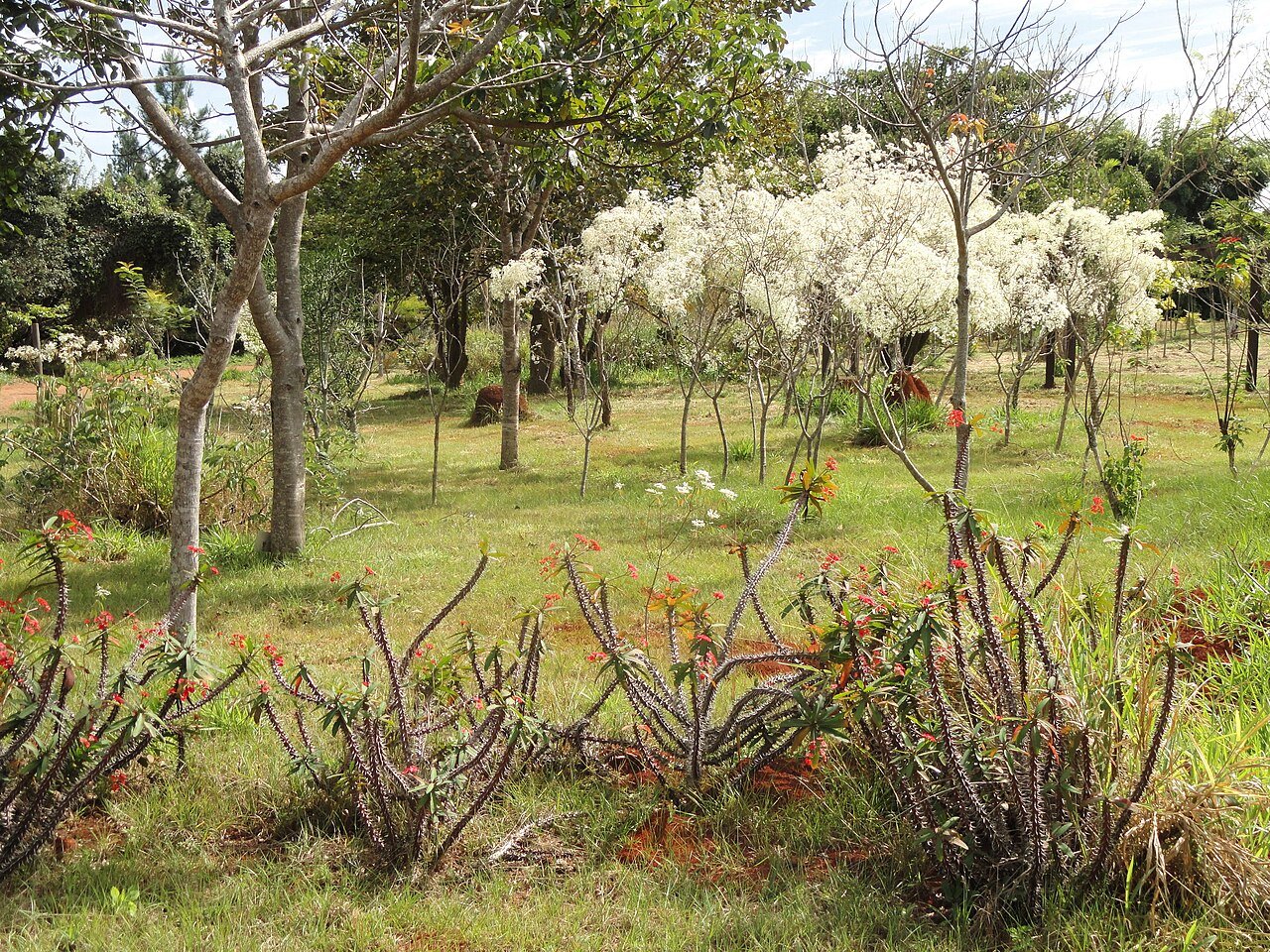Vegetação do cerrado com árvores floridas no Jardim Botânico de Brasília