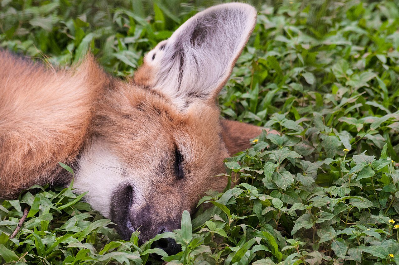 Lobo-guará deitado na vegetação, espécie símbolo do Cerrado