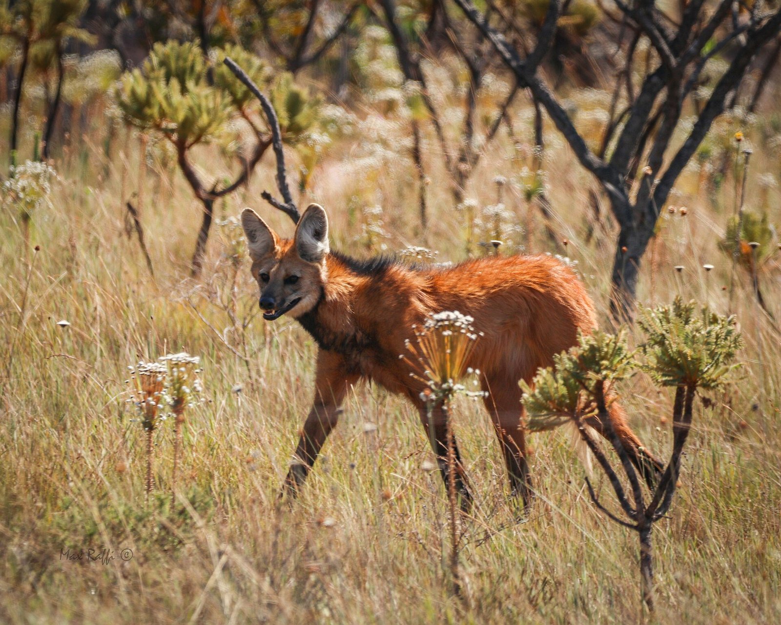 Lobo-guara adulto de pelagem avermelhada caminhando em campo de capim seco do Cerrado