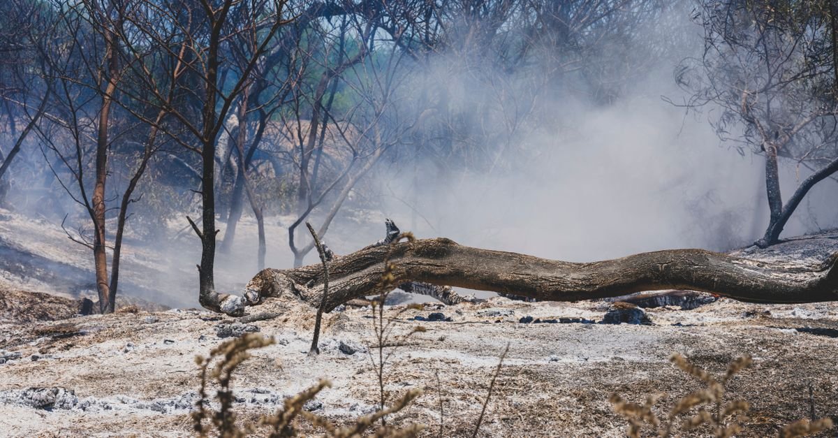Área de mata queimada com fumaça entre árvores e solo coberto de cinzas