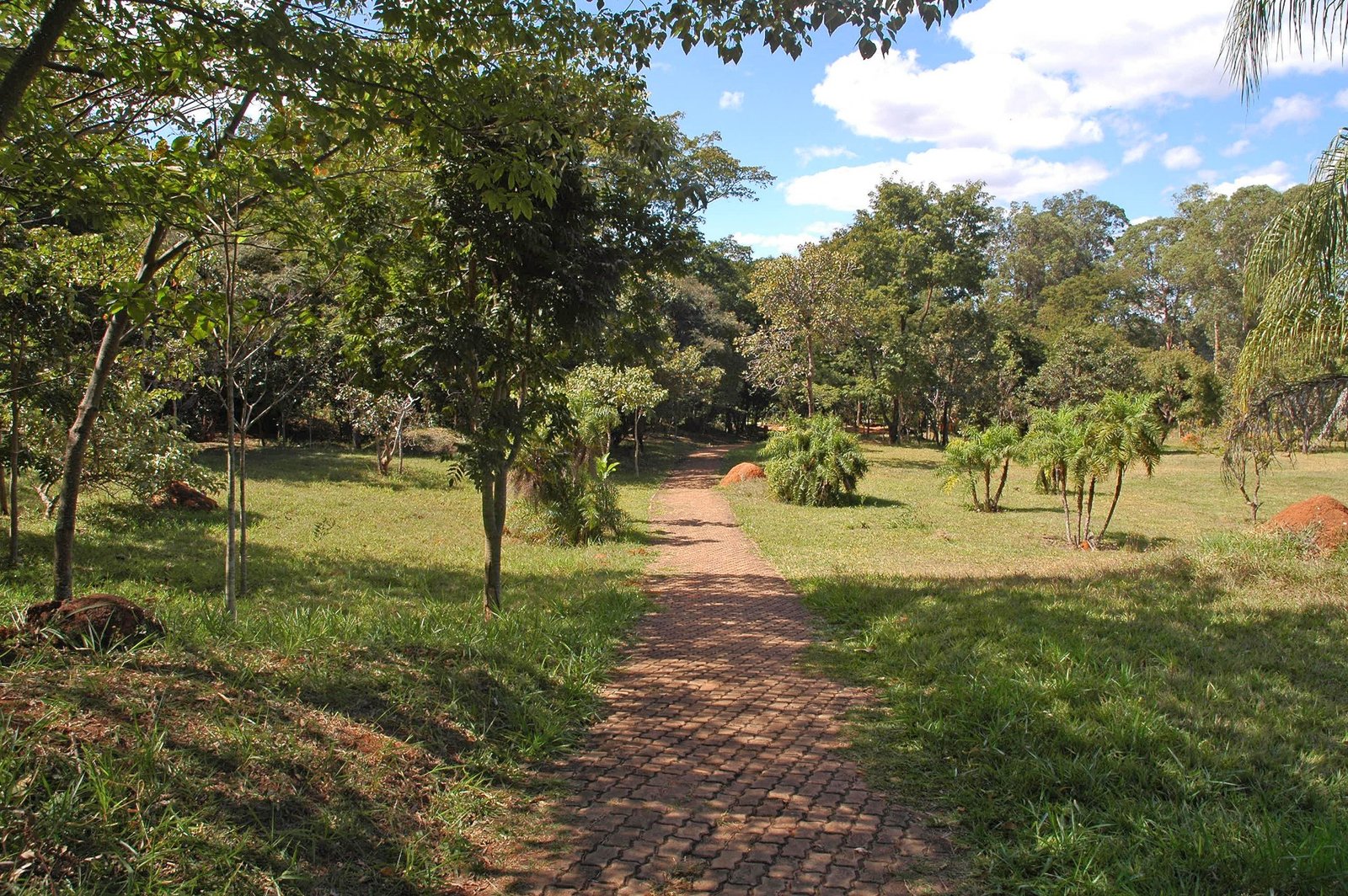 Trilha de pedra em meio ao cerrado e árvores no Parque Olhos d’Água