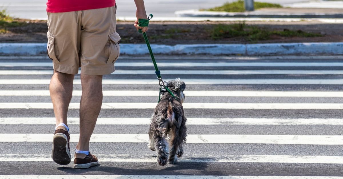 Homem atravessa faixa de pedestres conduzindo um cachorro pela guia