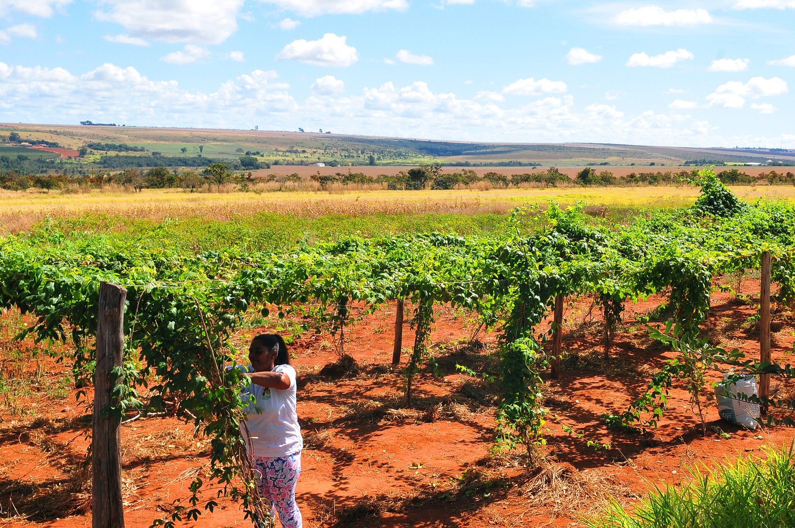 Plantação em chácara do Núcleo Rural do Pipiripau, em Planaltina, com o Cerrado ao fundo