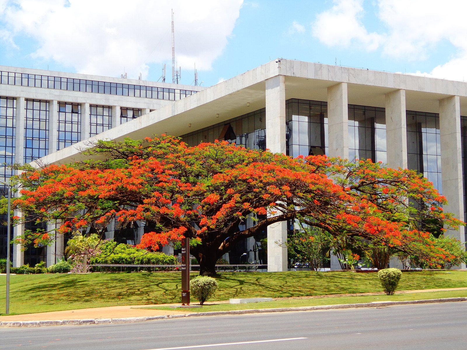 Fachada do Tribunal de Justica do Distrito Federal e dos Territorios com flamboyant florido em primeiro plano