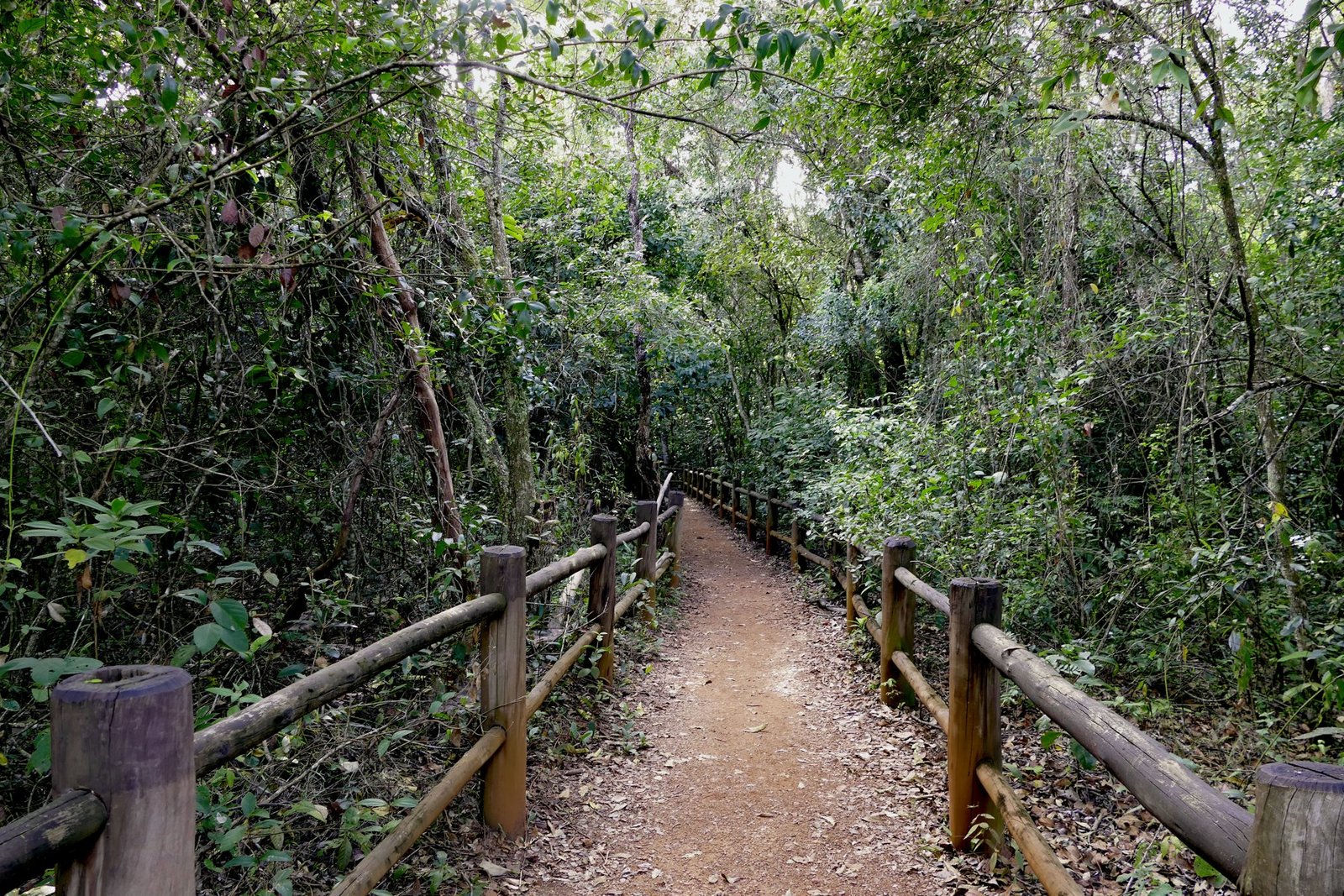 Trilha de terra entre cercas de madeira em mata do Parque Nacional de Brasília