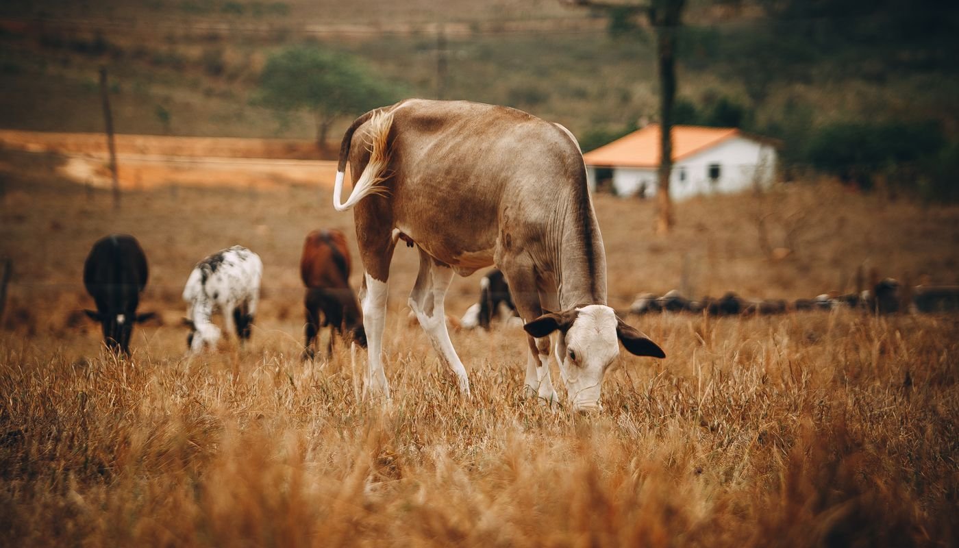 Gado pasta em propriedade rural com casa de campo ao fundo