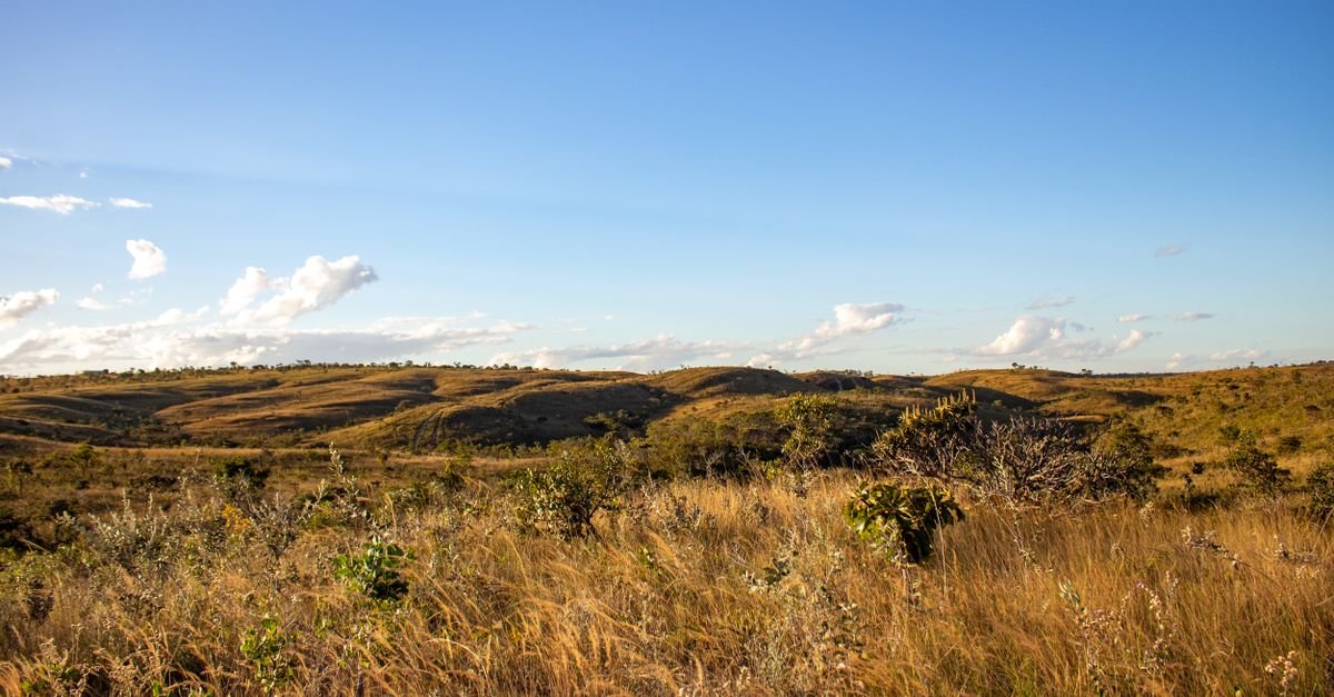 Paisagem de cerrado brasileiro com vegetação seca e capim dourado sob céu azul