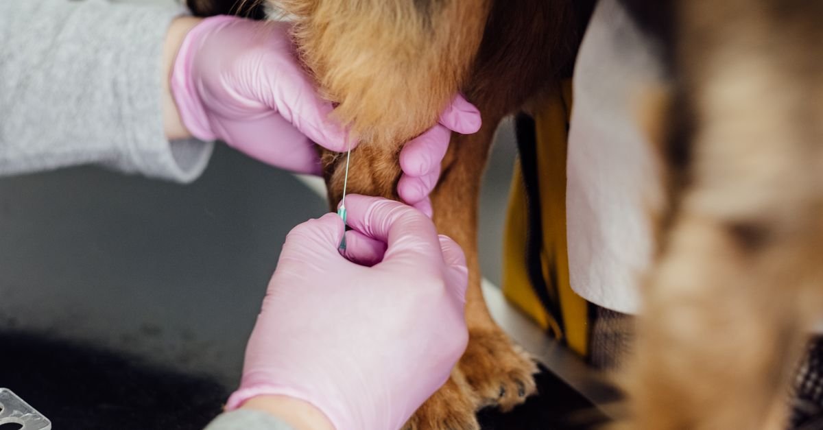 Profissional com luvas aplica vacina na pata de um cão durante atendimento